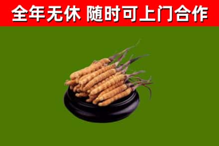 虹口区回收散虫草