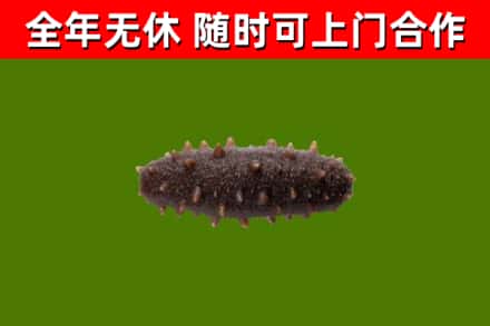虹口区回收海参干